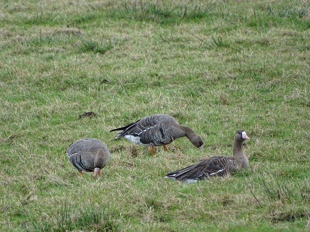 以往多特蒙 以往多特蒙